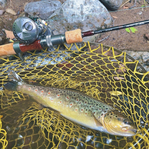 ブラウントラウトの釣果