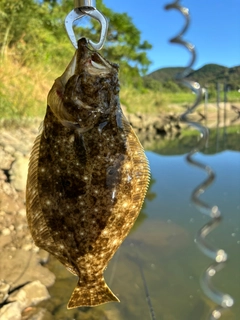 ヒラメの釣果