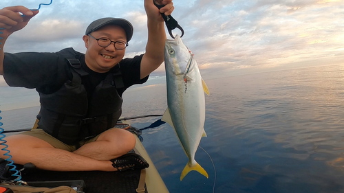 ヒラマサの釣果