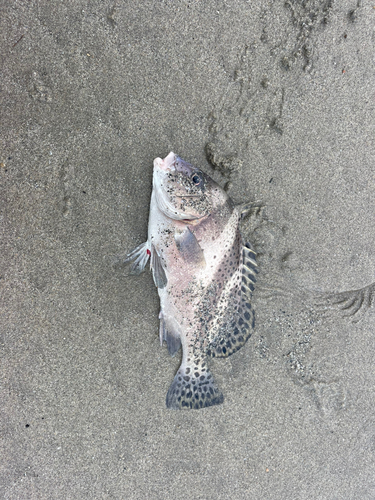 コショウダイの釣果