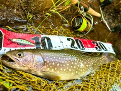 エゾイワナの釣果