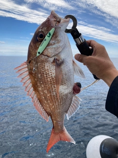 タイの釣果