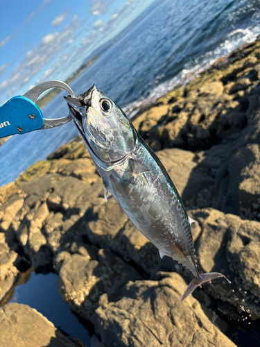 カツオの釣果