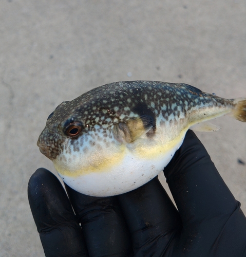 フグの釣果