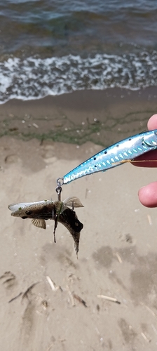 マゴチの釣果