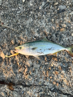 ツバスの釣果