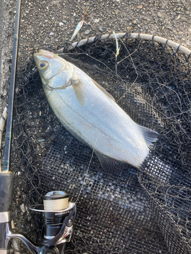 ヒラスズキの釣果