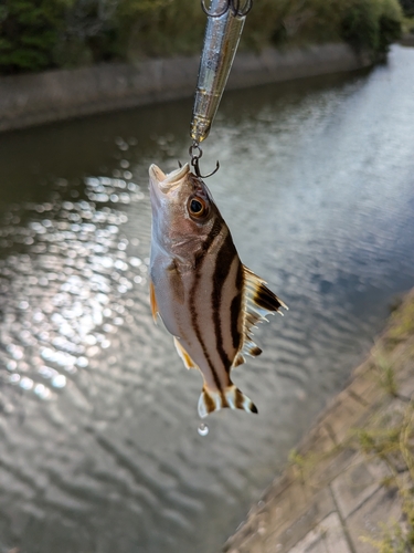 コトヒキの釣果