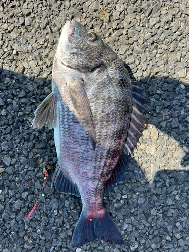 クロダイの釣果