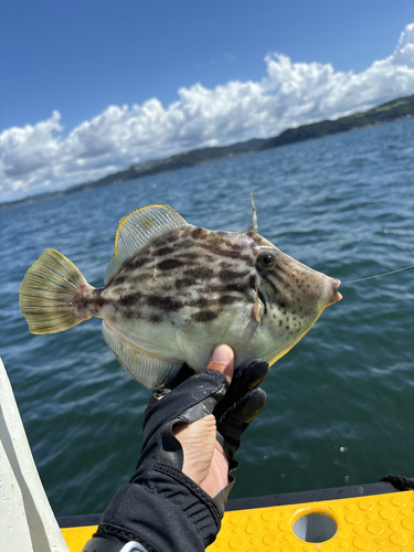 カワハギの釣果