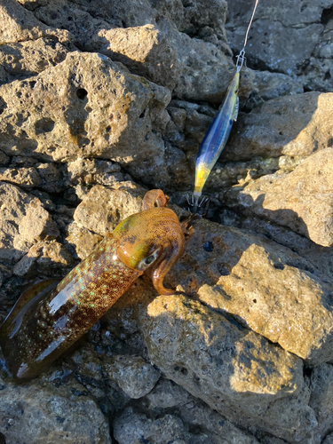 アオリイカの釣果