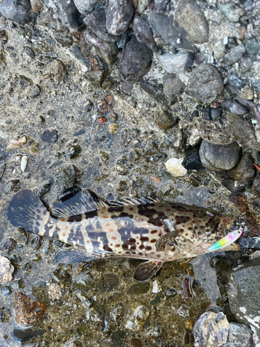 チャイロマルハタの釣果