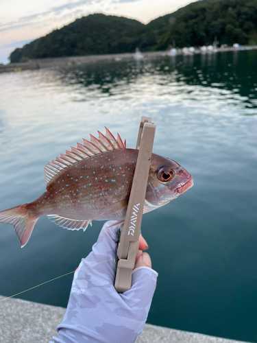 マダイの釣果