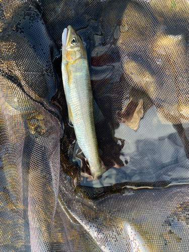 アユの釣果