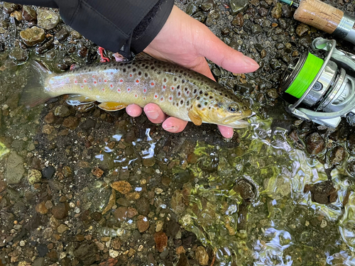 ブラウントラウトの釣果