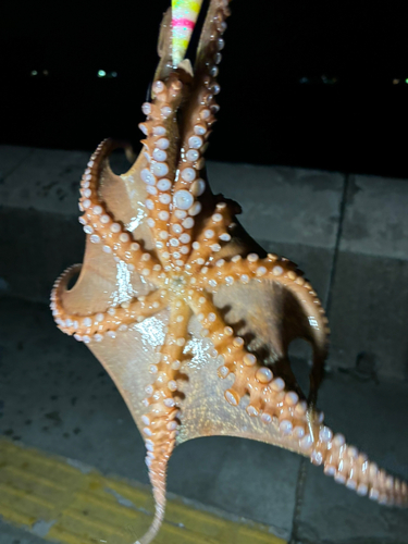 和歌山マリーナシティ海釣り公園・海洋釣り堀