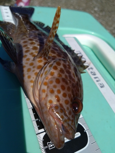 オオモンハタの釣果