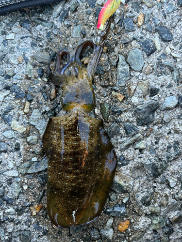 アオリイカの釣果