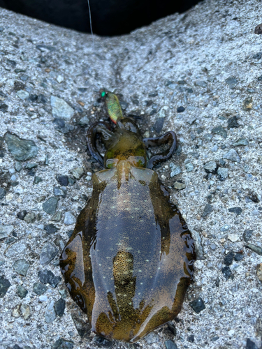 アオリイカの釣果