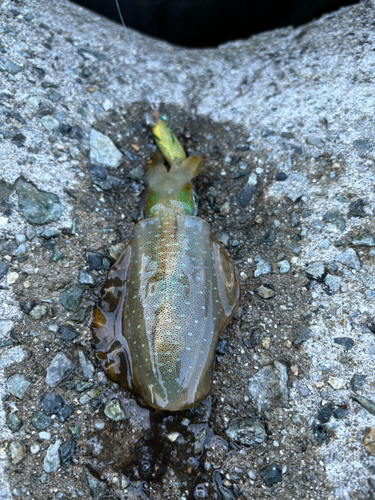 アオリイカの釣果