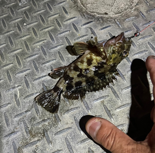 カサゴの釣果