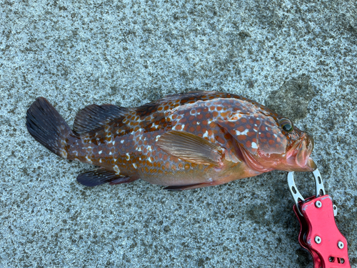 アコウの釣果