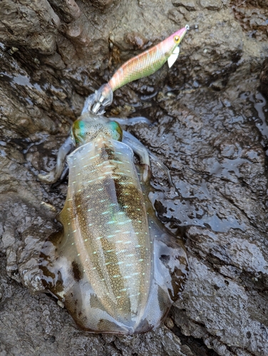 アオリイカの釣果