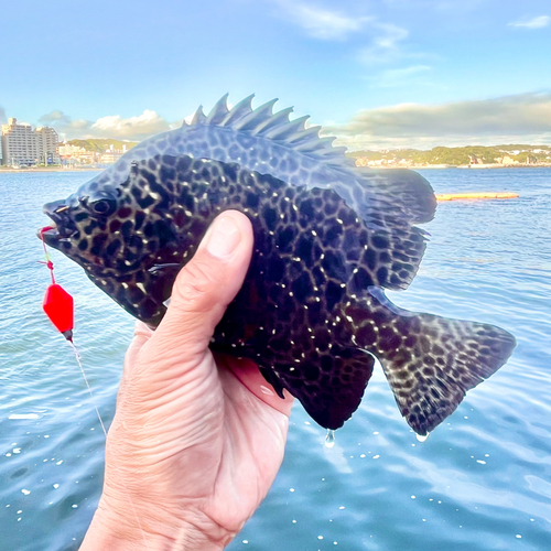 イシガキダイの釣果