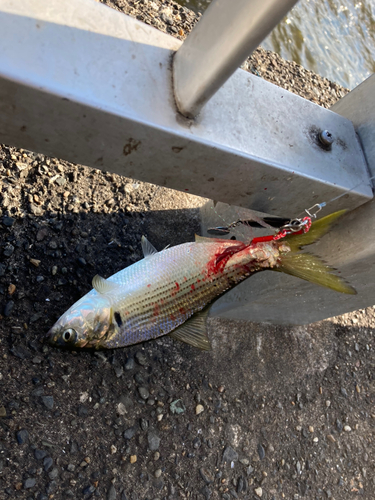 コノシロの釣果