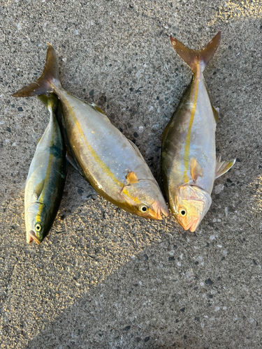 ショゴの釣果