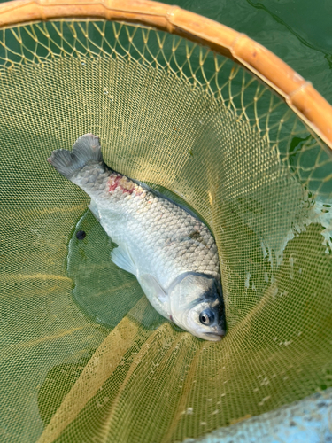 ヘラブナの釣果