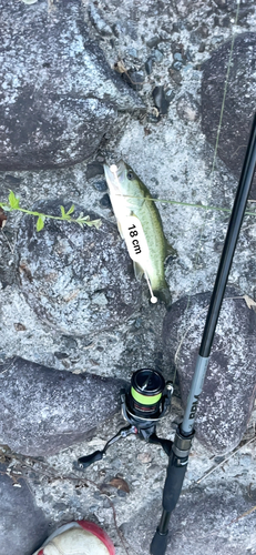 ブラックバスの釣果