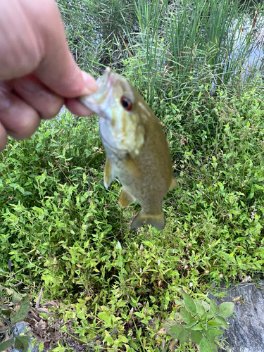 スモールマウスバスの釣果