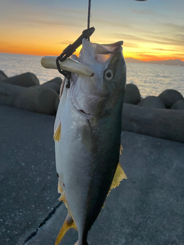 イナダの釣果