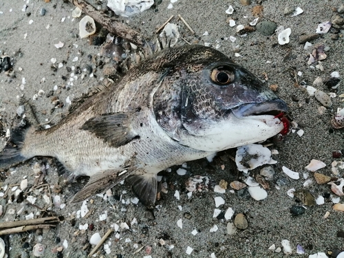 クロダイの釣果