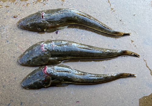 マゴチの釣果