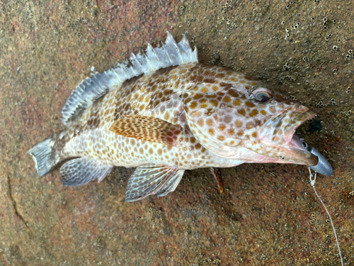 オオモンハタの釣果