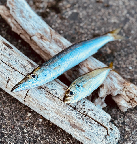 カマスの釣果