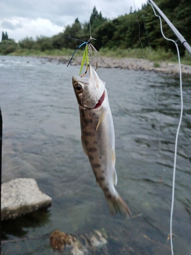 ヤマメの釣果