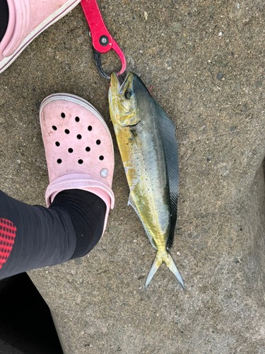 シイラの釣果