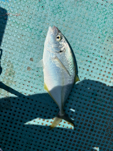 シマアジの釣果