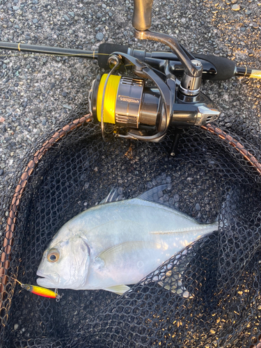 メッキの釣果