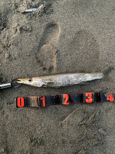 カマスの釣果