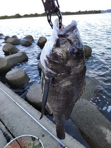 チヌの釣果