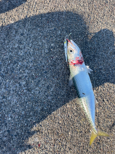 サバの釣果