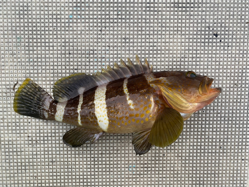 アオハタの釣果