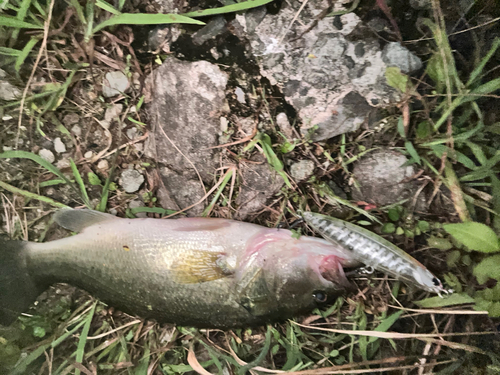 ブラックバスの釣果