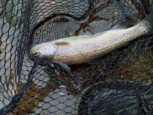 ニジマスの釣果