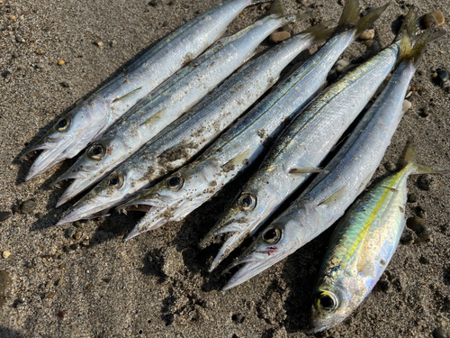 カマスの釣果