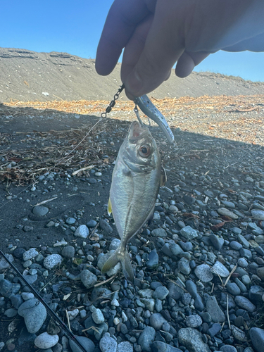 メッキの釣果